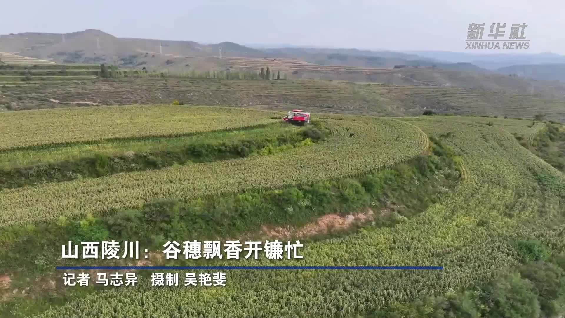 山西陵川：谷穗飘香开镰忙