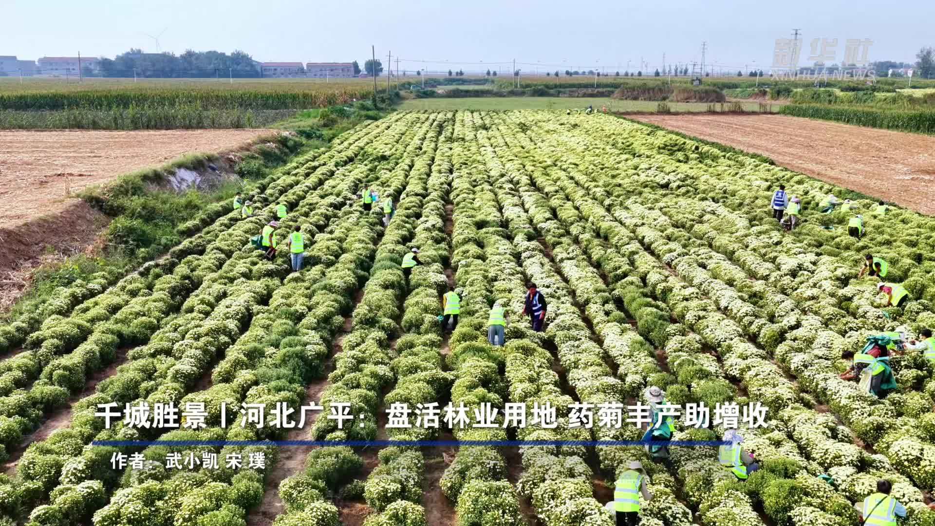 千城胜景｜河北广平：盘活林业用地 药菊丰产助增收