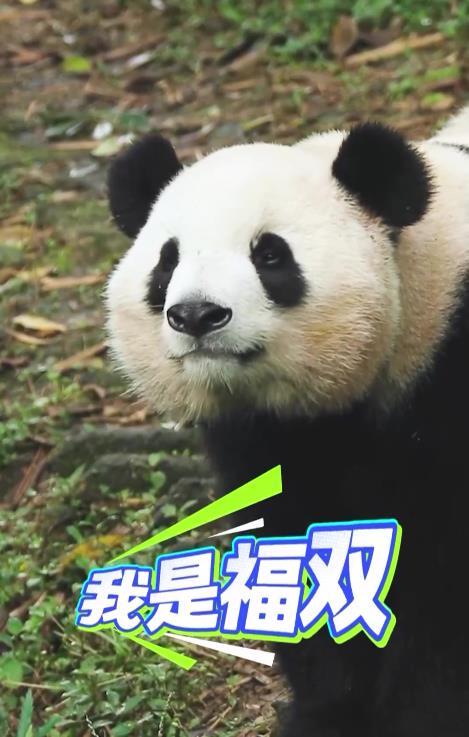 两只即将赴美的大熊猫长啥样?