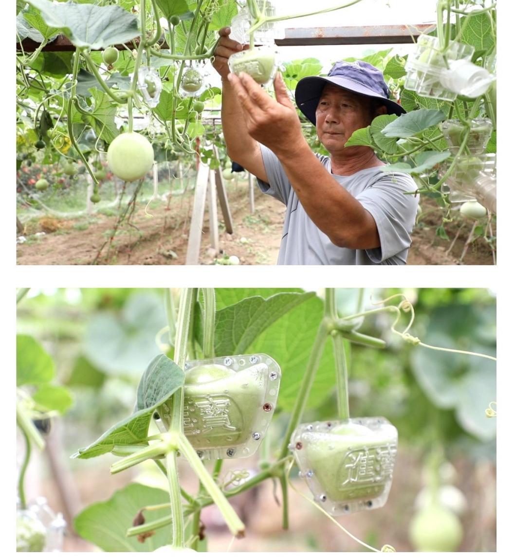 图：种植户贾兴民用模具为葫芦塑形