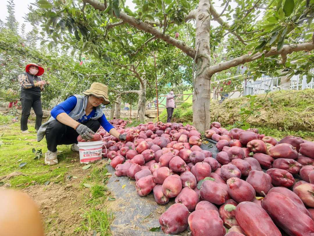 图为当地群众在天水市麦积区南山花牛苹果基地采摘苹果　经济日报记者　陈发明摄
