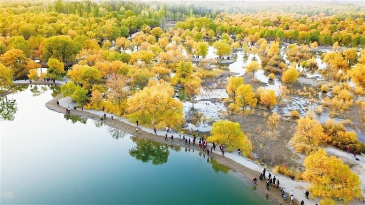 金塔沙漠胡杨林景区
