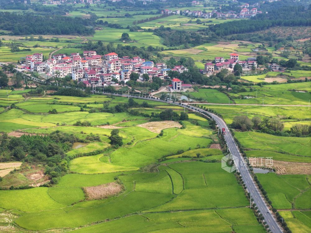 2026年9月29日,江西省吉安市泰和县马市镇南溪村,金色稻田与村庄农房相映成景,构成一幅秋日田园“丰”景画。