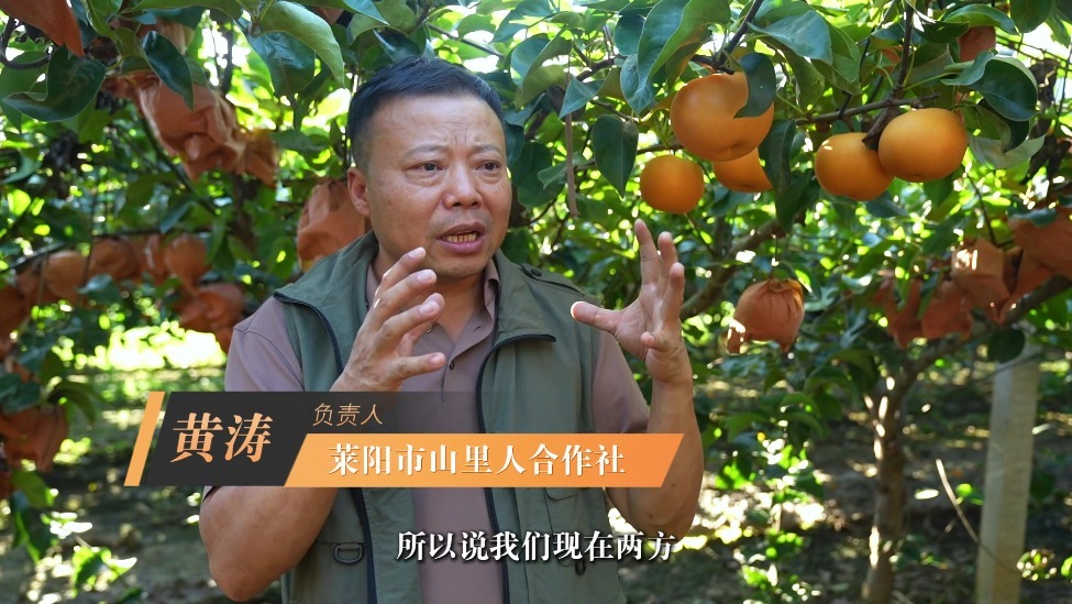 鲁花花生肽肥秋月梨品鉴暨全国客商订货会