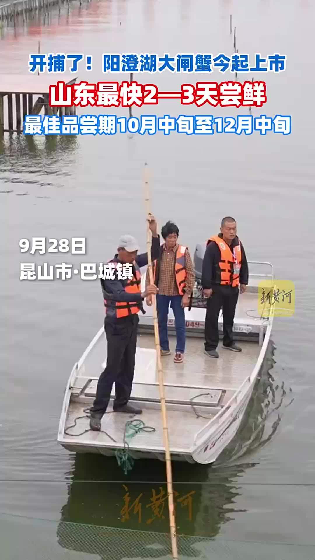 开捕了！阳澄湖大闸蟹今起上市。山东最快2—3天尝鲜，最佳品尝期10月中旬至12月中旬