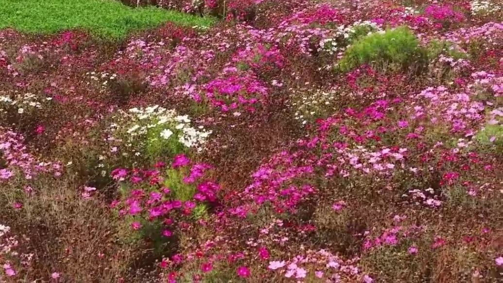 花田探“种”记丨一粒花种　为什么选中酒泉？