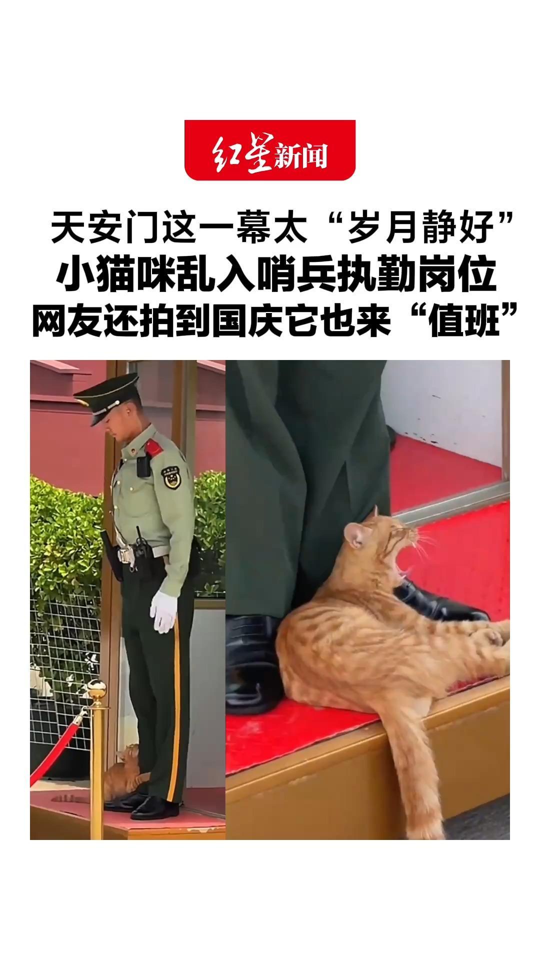 天安门这一幕太“岁月静好”，小猫咪乱入哨兵执勤岗位，“大橘为重”有样学样，网友还拍到国庆它也来“值班”