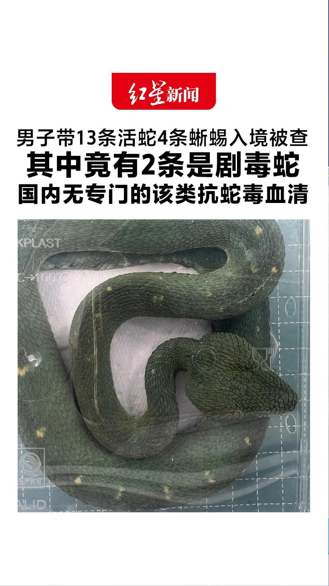 男子带13条活蛇4条蜥蜴入境被查 其中有2条是剧毒蛇 国内无专门的该类抗蛇毒血清 一旦被咬伤，致残、致死风险高