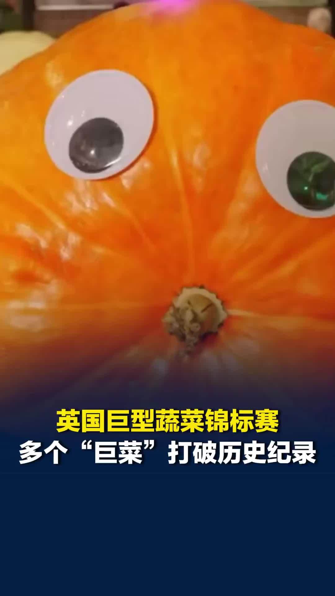 英国巨型蔬菜锦标赛，多个“巨菜”打破历史纪录
