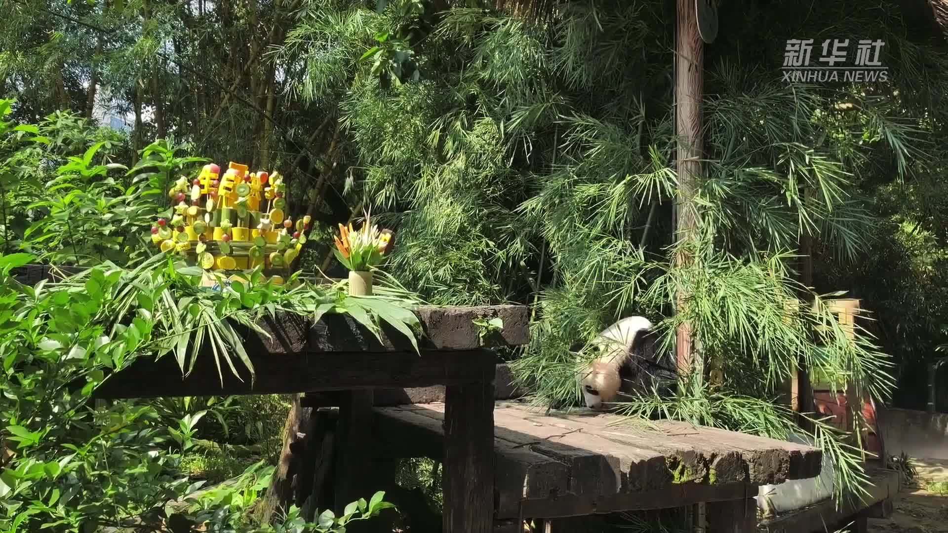 长隆大熊猫“国庆”迎来生日