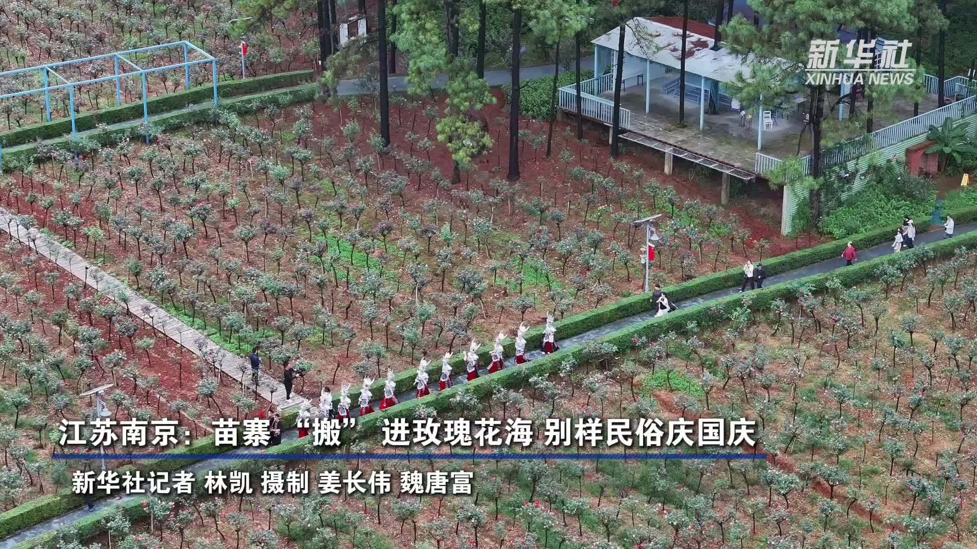 江苏南京：苗寨“搬”进玫瑰花海 别样民俗庆国庆