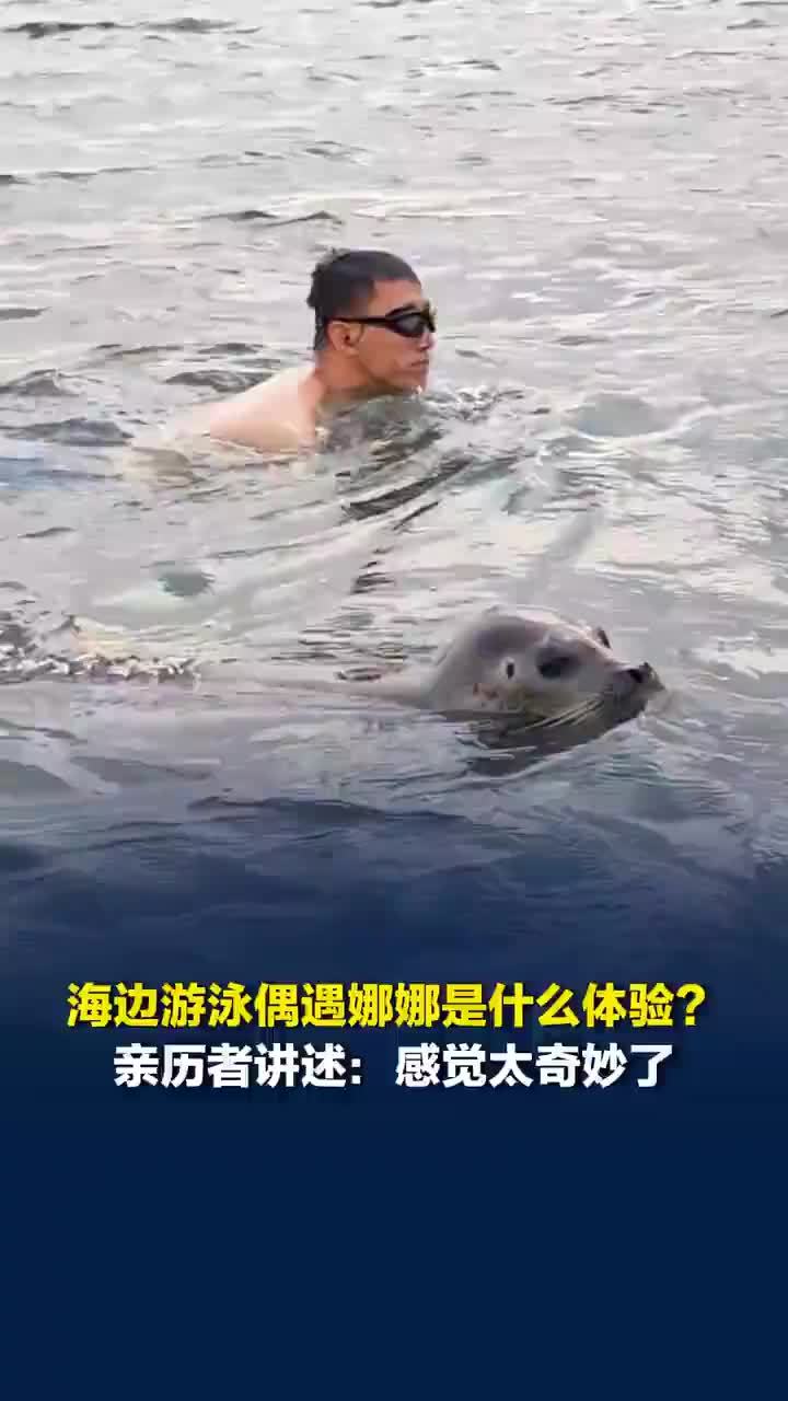 海边游泳偶遇斑海豹娜娜是什么体验？亲历者：太奇妙了