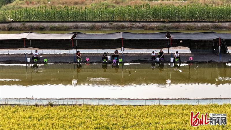9月30日,游客在唐山市丰南区柳树瞿阝镇一处稻蟹共生基地垂钓河蟹。李秀清摄影报道