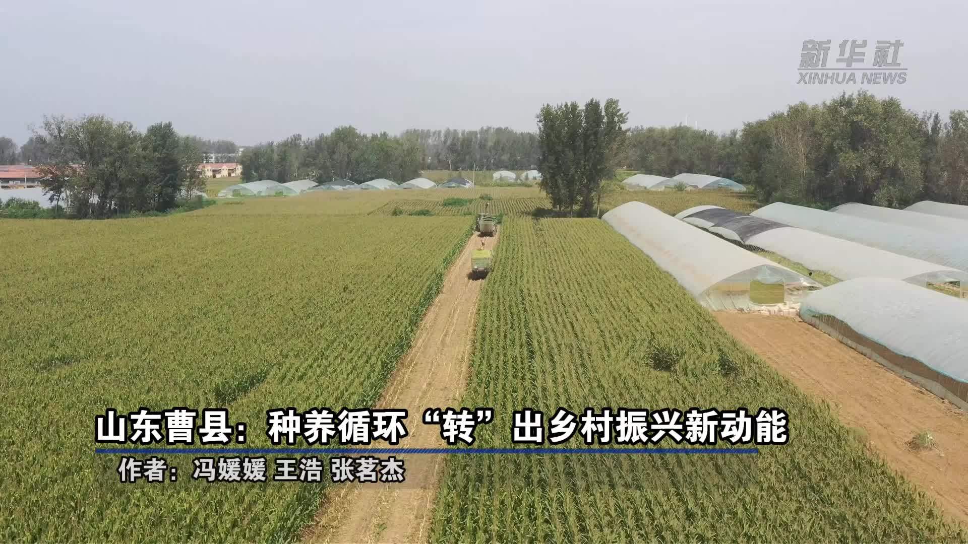 山东曹县：种养循环“转”出乡村振兴新动能