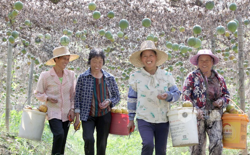 2026年9月27日,宜春市明月山温泉风景名胜区温汤镇军背村瓜蒌种植基地,村民在采收瓜蒌。