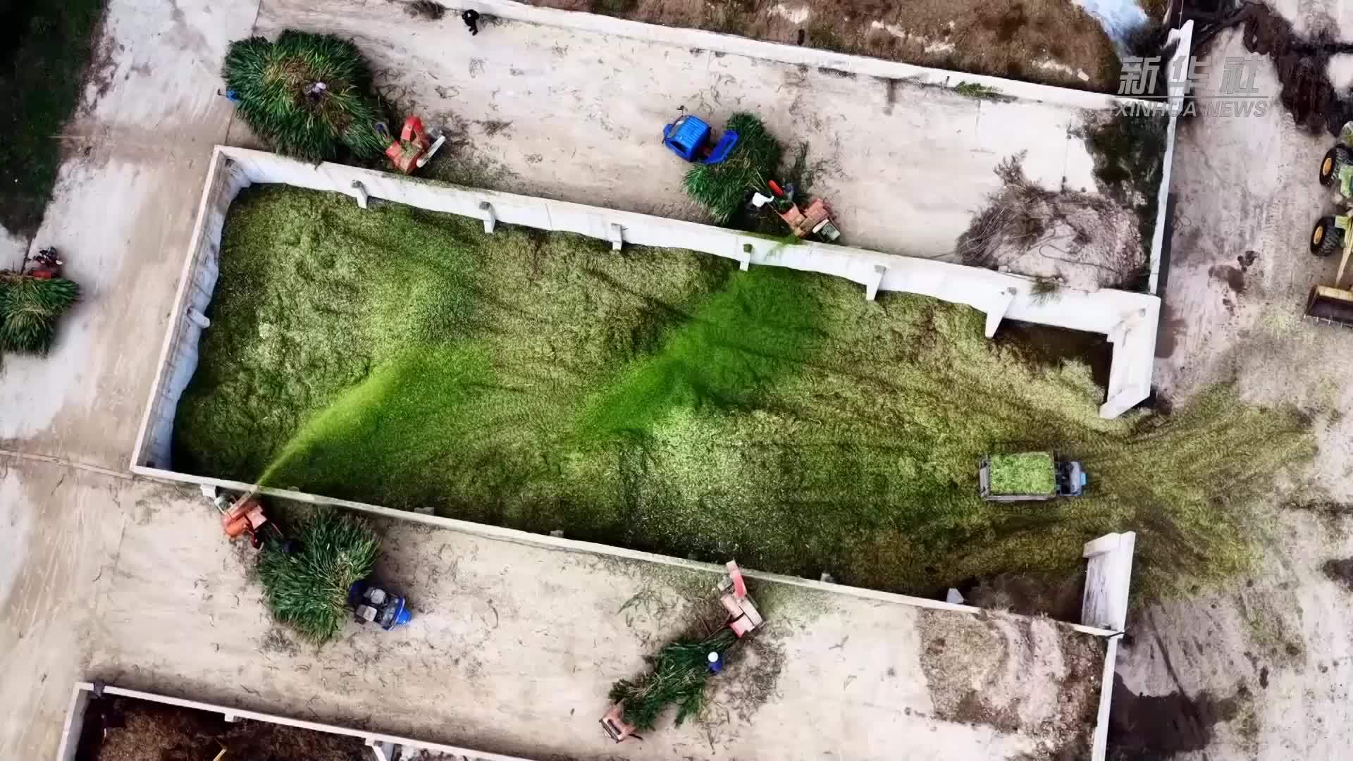 甘肃陇西：青贮饲草加工忙