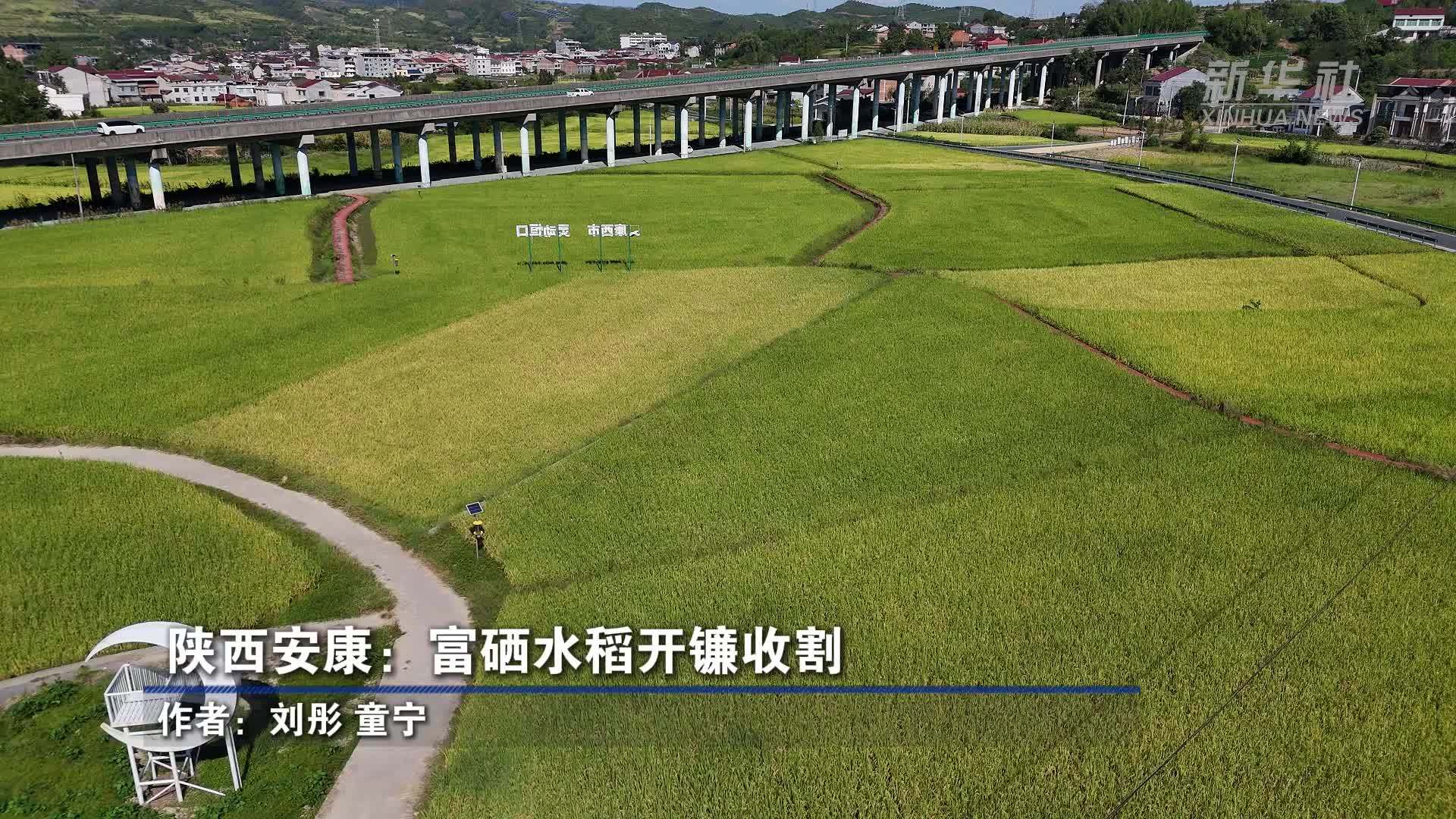 陕西安康：富硒水稻开镰收割