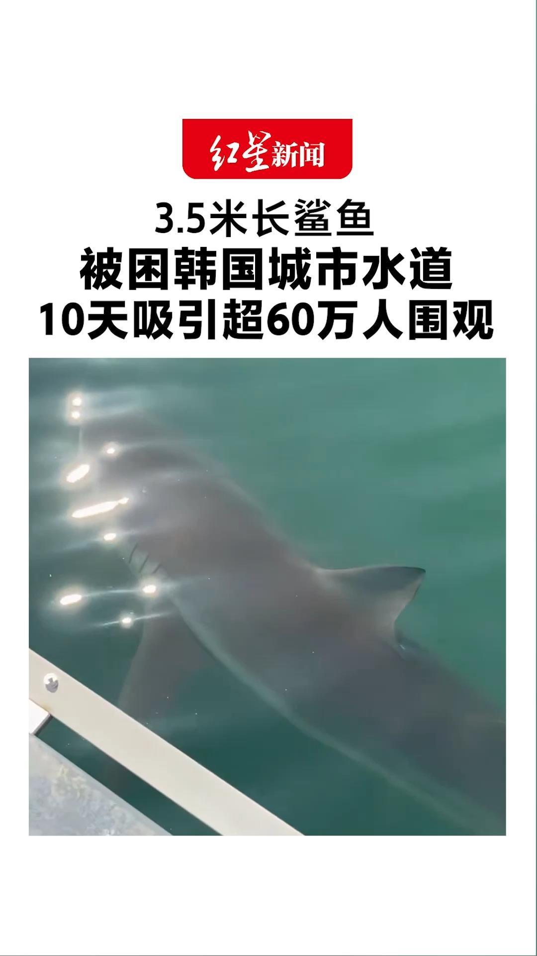 3.5米长鲨鱼被困韩国城市水道 意外成了当地“顶流”！10天吸引超60万人围观 还被任命为城市宣传大使