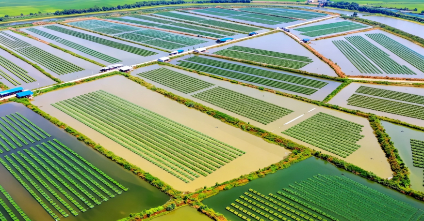 江西省余干县乡村千亩黄鳝养殖基地,江西中行依托“黄鳝贷”特色普惠产品助力农户喜迎丰收。