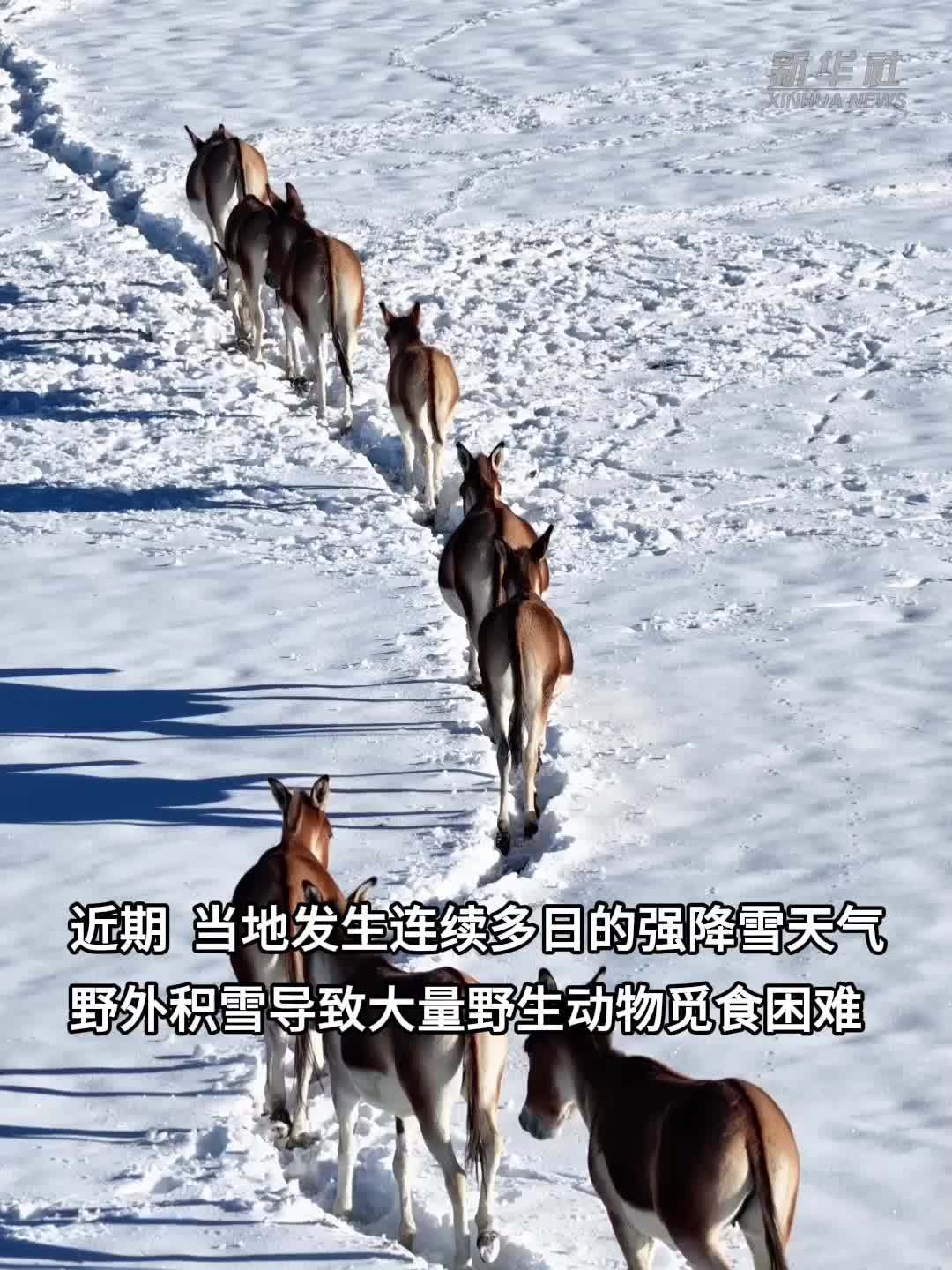 西藏阿里：暴雪后救助野生动物