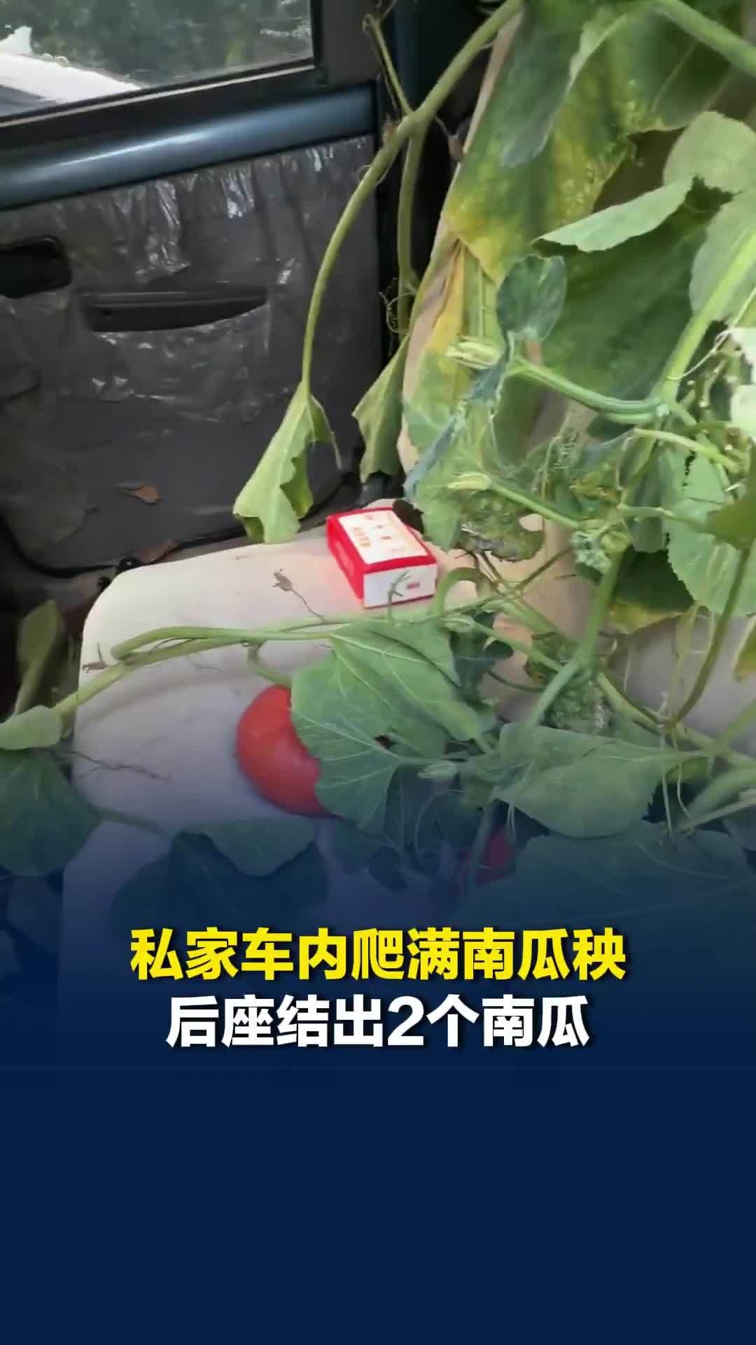 河南一私家车内爬满南瓜秧后座结出2个南瓜，车主：3个月没动车，后窗户有问题关不严