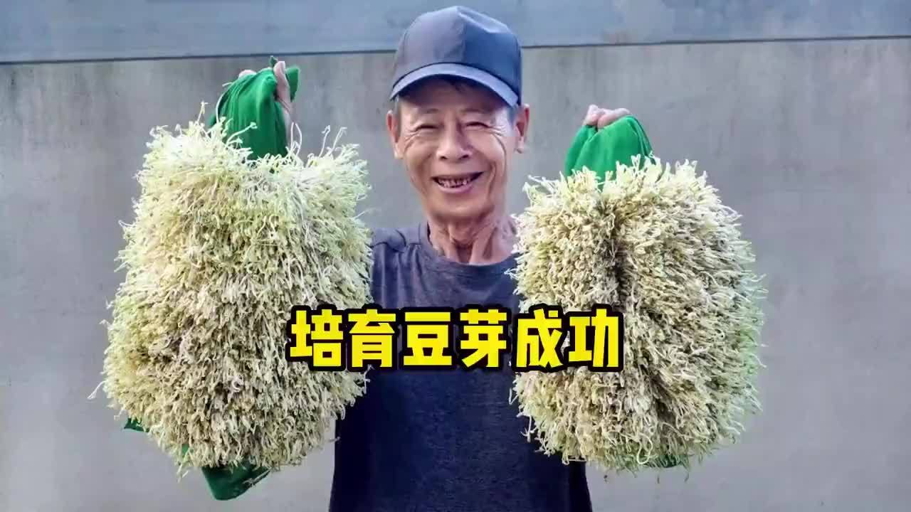 一个培育豆芽的好方法，学会每天都有新鲜豆芽吃