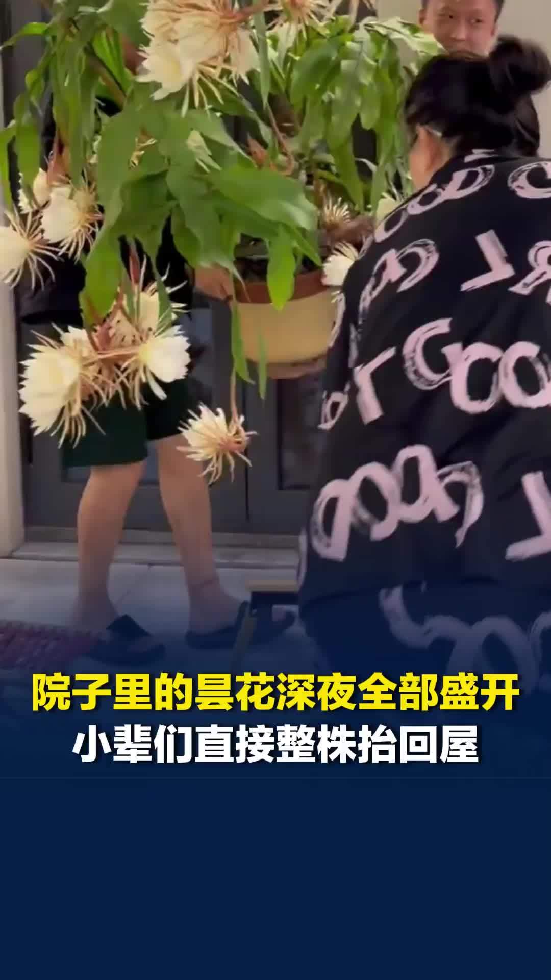 院子里的昙花深夜全部盛开，小辈们直接整株抬回屋，和行动不便卧床的父亲共赏