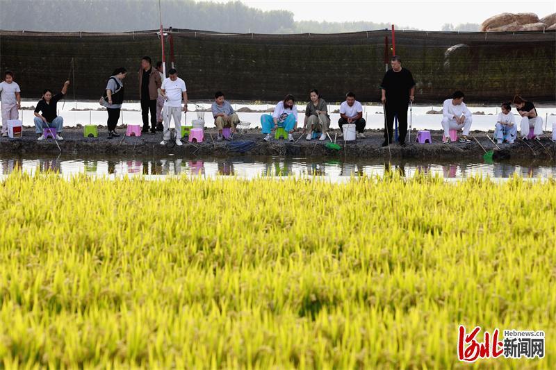 9月30日,游客在唐山市丰南区柳树瞿阝镇一处稻蟹共生基地垂钓河蟹。李秀清摄影报道