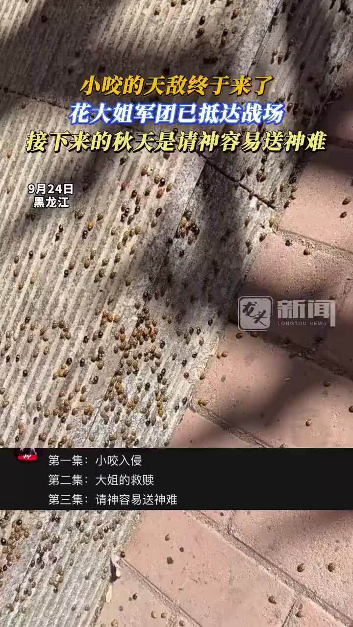 小咬的天敌花大姐已抵达战场