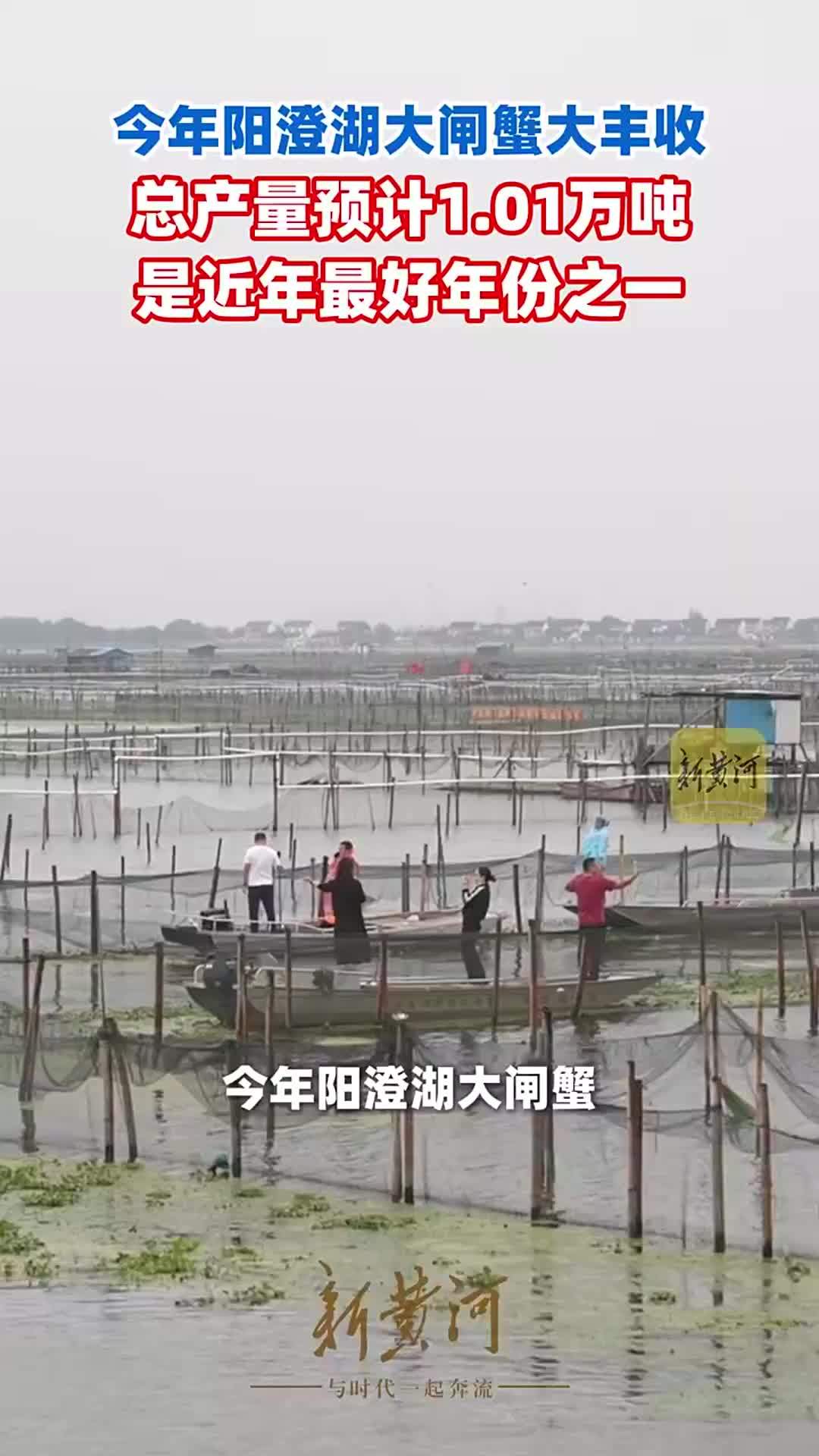 今年阳澄湖大闸蟹大丰收，总产量预计1.01万吨，是近年最好年份之一