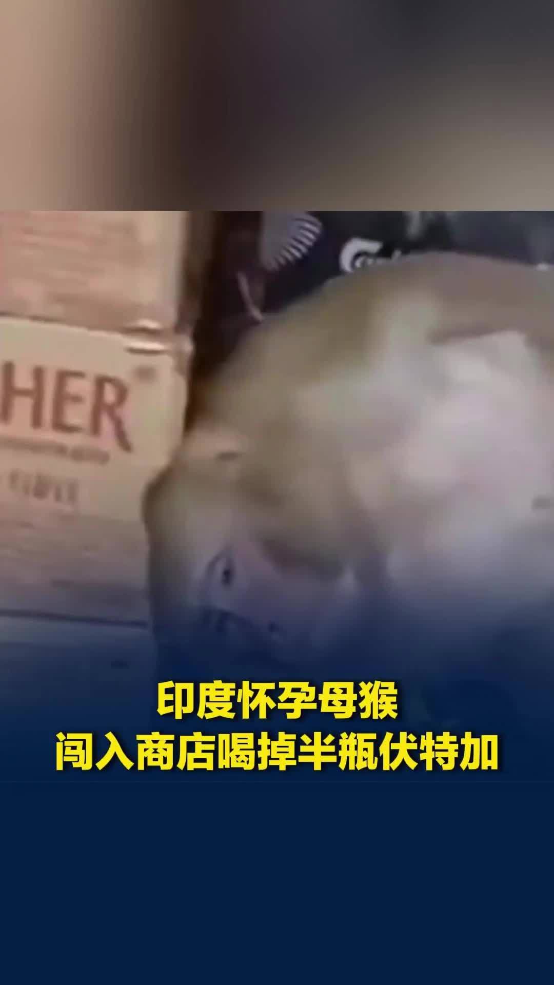 印度怀孕母猴闯入商店喝掉半瓶伏特加，抓伤店员后醉酒睡着，店主一脸蒙继续营业