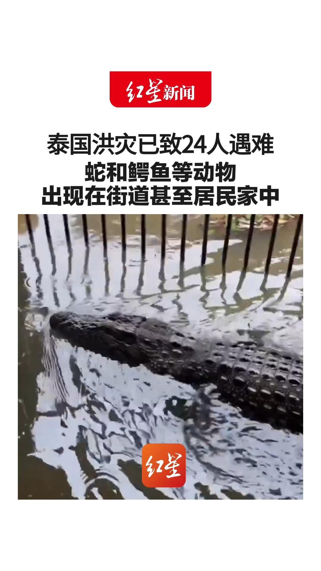 现场画面！泰国洪灾已致24人遇难 蛇和鳄鱼等动物 出现在街道甚至居民家中