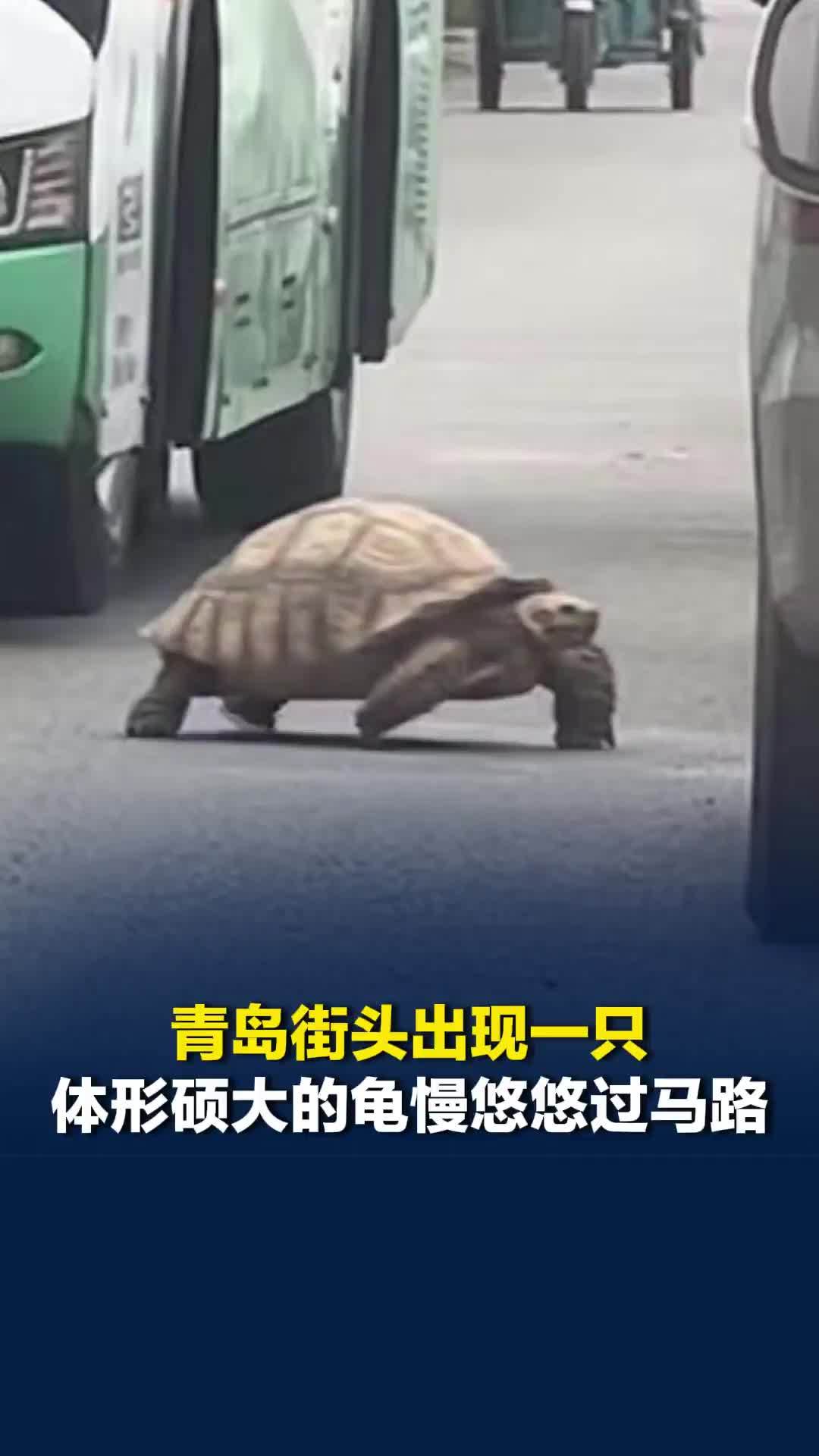 青岛街头出现一只体形硕大的龟慢悠悠过马路，当地自然资源局回应：已在收容救护中心