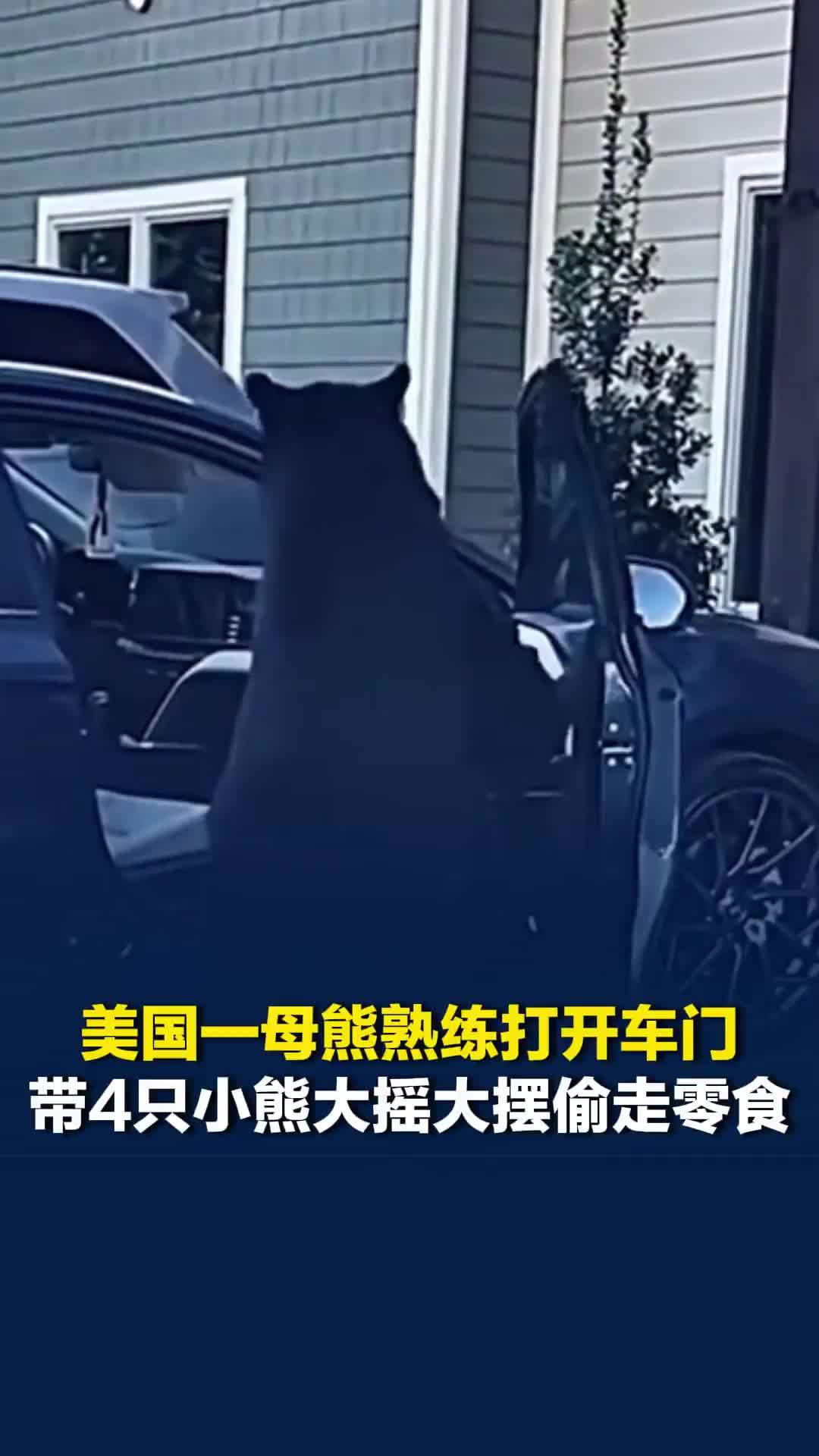 美国一母熊熟练打开车门，带4只小熊大摇大摆偷走零食，目击者狂按喇叭惊讶不已