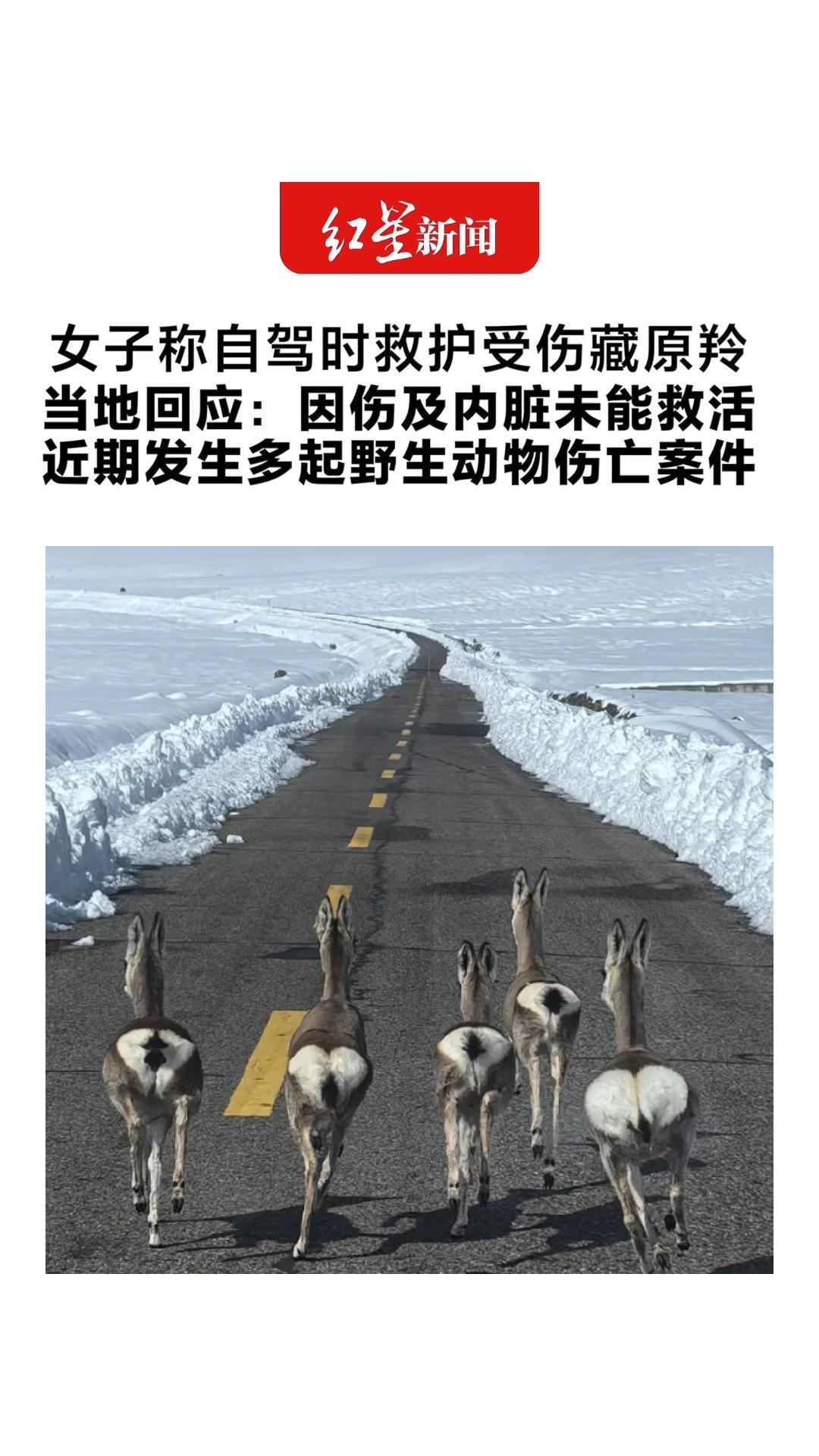 女子称自驾时救护受伤藏原羚 当地回应：因伤及内脏未能救活 近期发生多起野生动物伤亡案件 提醒驾驶员行车减速 注意观察