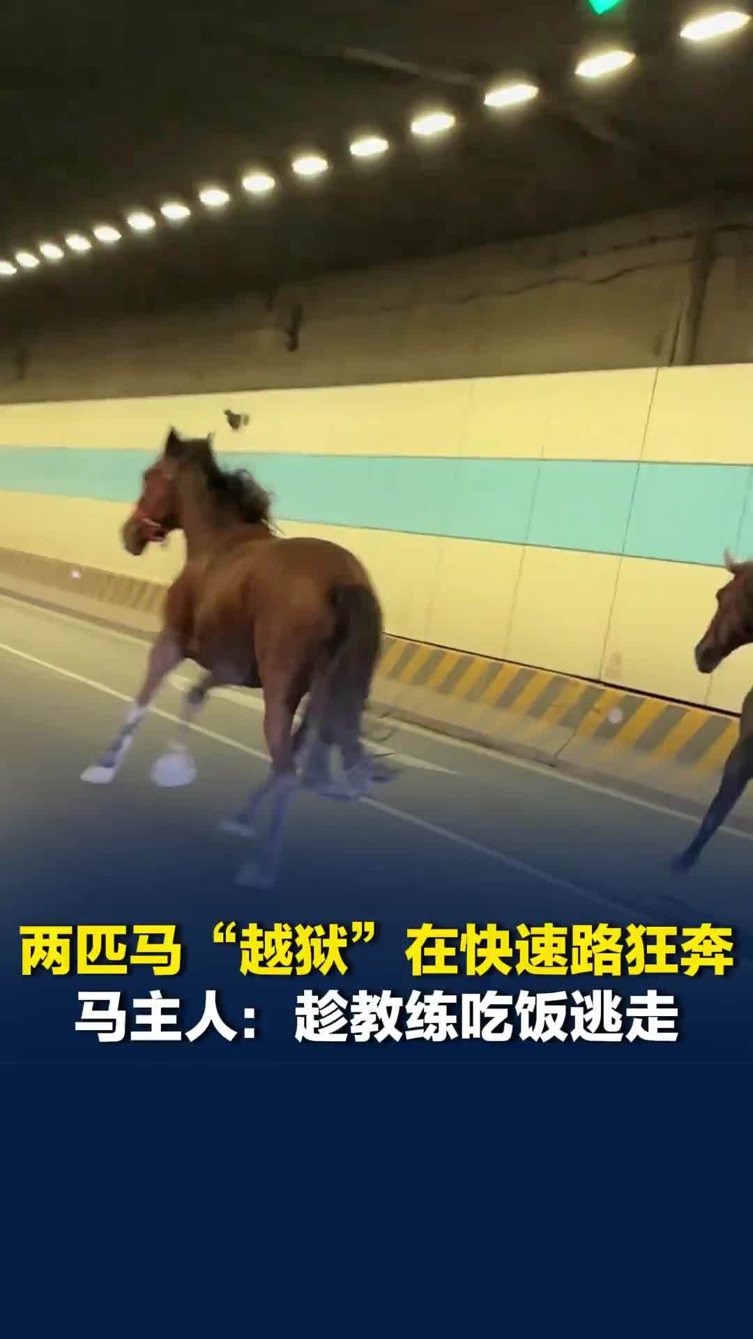 江苏两匹马“越狱”在快速路狂奔，马主人：趁教练吃饭逃走，3辆车花了3个多小时追回