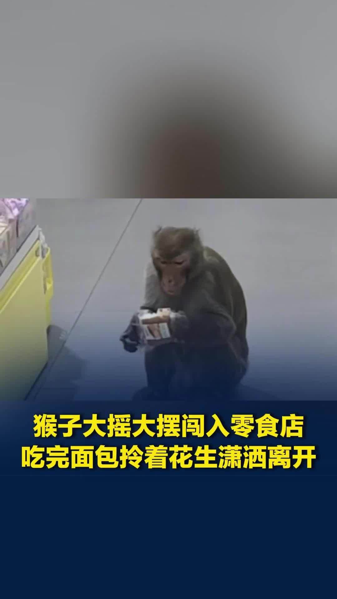 猴子大摇大摆闯入零食店，吃完面包拎着花生潇洒离开，路人见怪不怪氛围超和谐
