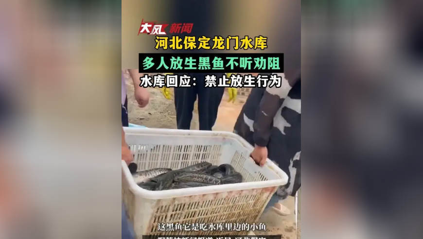 河北保定龙门水库多人放生黑鱼不听劝阻，水库回应：禁止放生行为