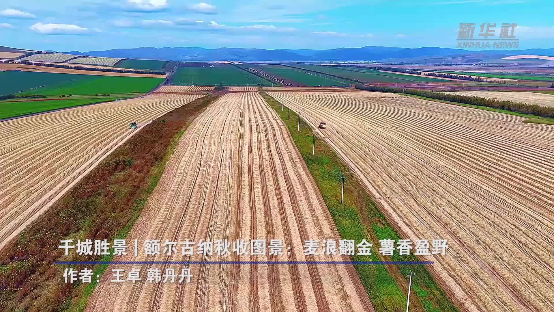 千城胜景｜额尔古纳秋收图景：麦浪翻金 薯香盈野