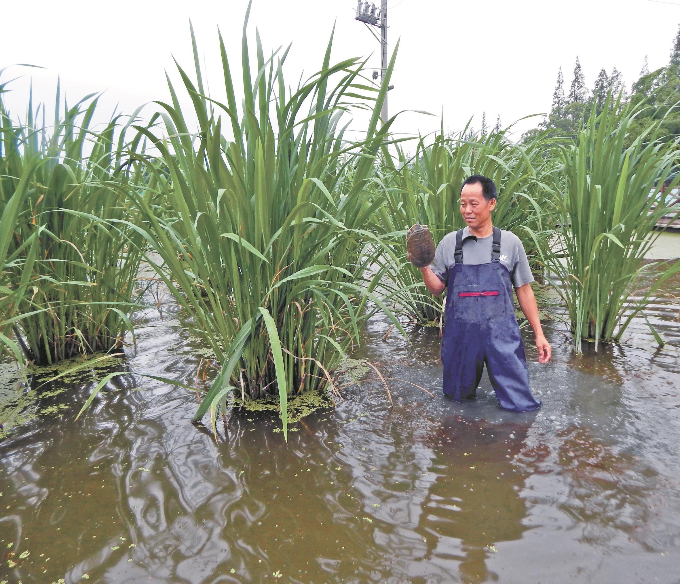 茭香鳖肥河姆渡 “一田双收”庆丰收