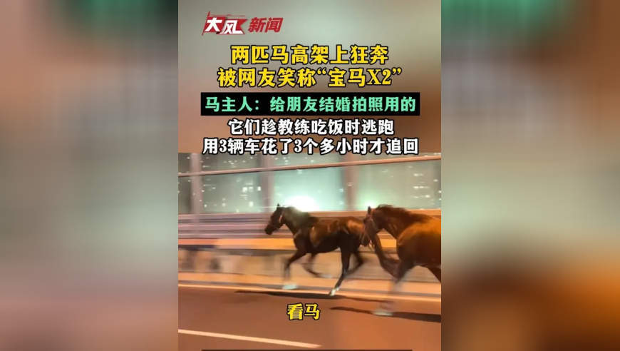 两匹马高架上狂奔，被网友笑称“宝马X2”，马主人：给朋友结婚拍照用的，它们趁教练吃饭时逃跑，用3辆车花了3个多小时才追回