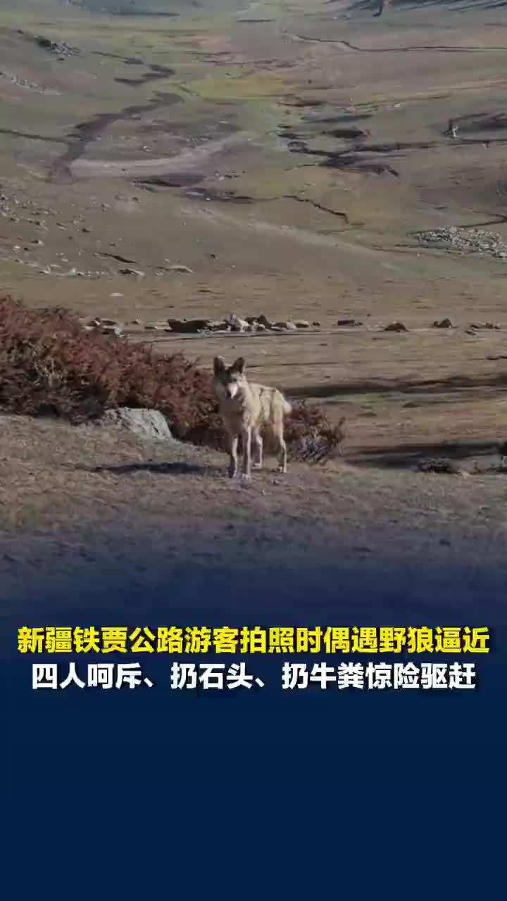 游客拍照遇野狼逼近扔牛粪驱赶