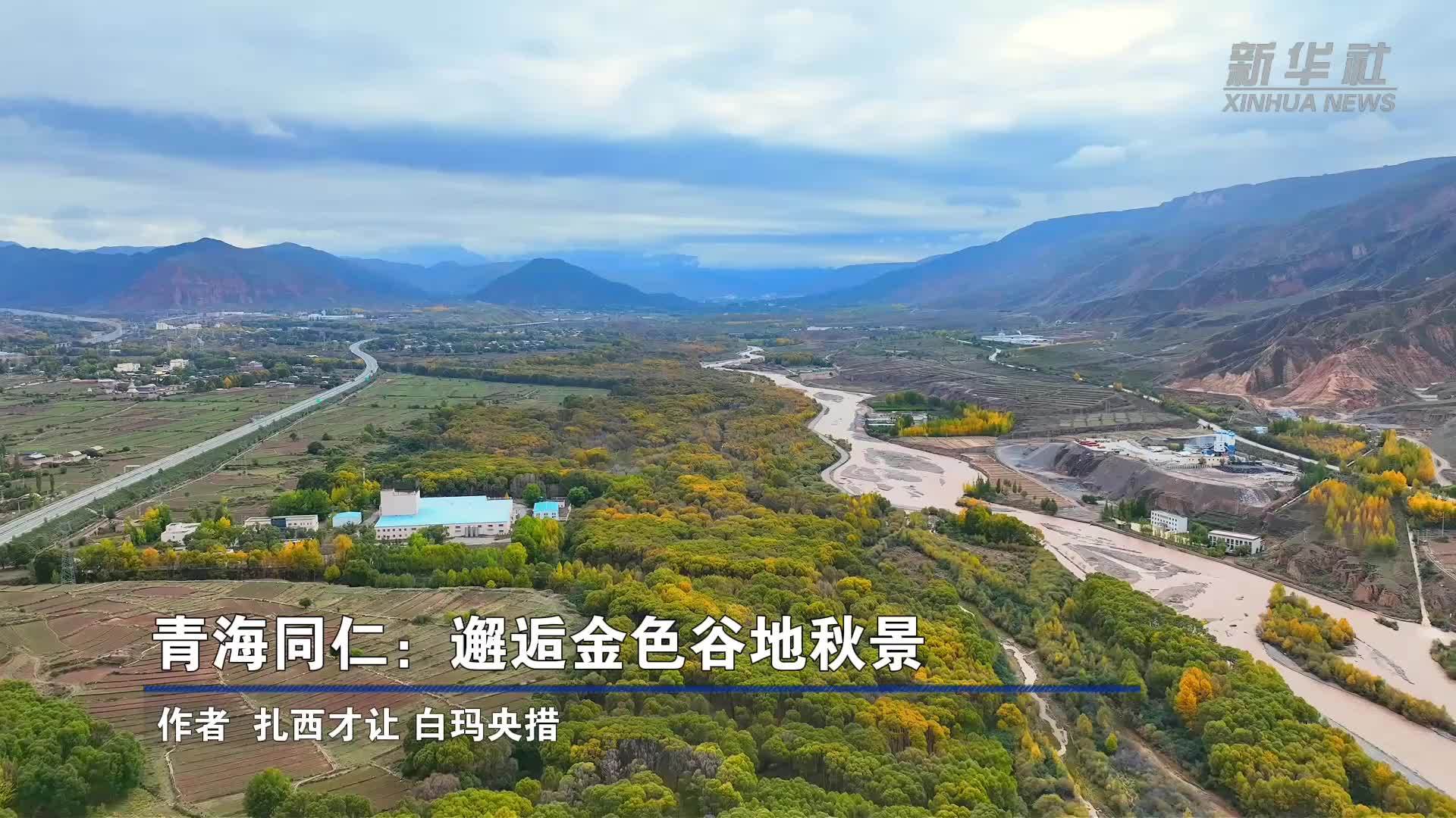 青海同仁：邂逅金色谷地秋景