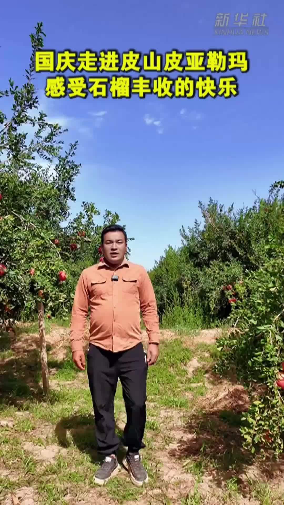 国庆走进皮山皮亚勒玛 感受石榴丰收的快乐