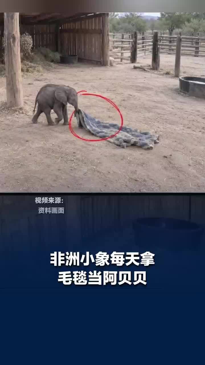 非洲小象每天带着毛毯当阿贝贝