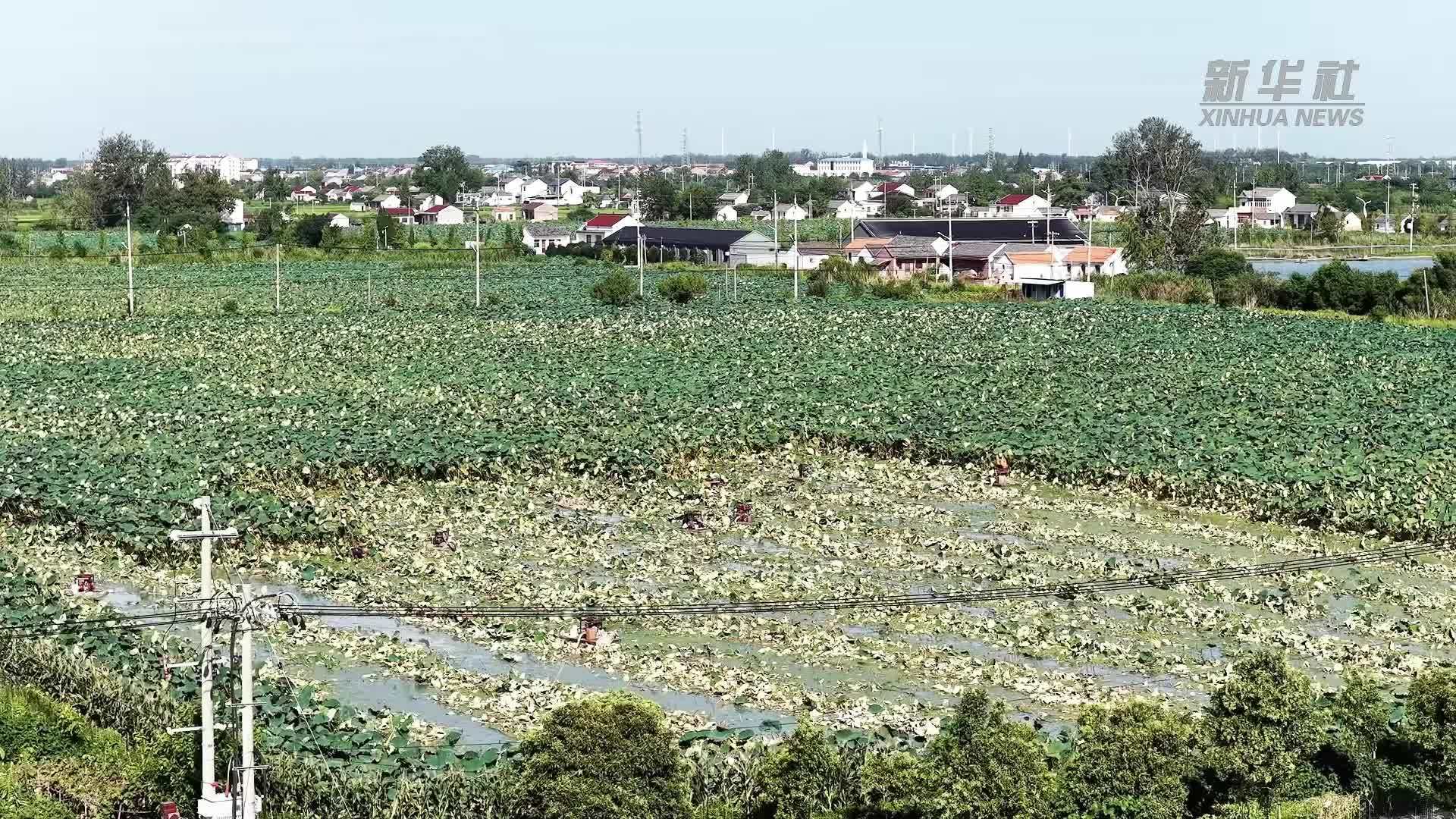 江苏宝应：国庆将至 荷藕迎采收旺季