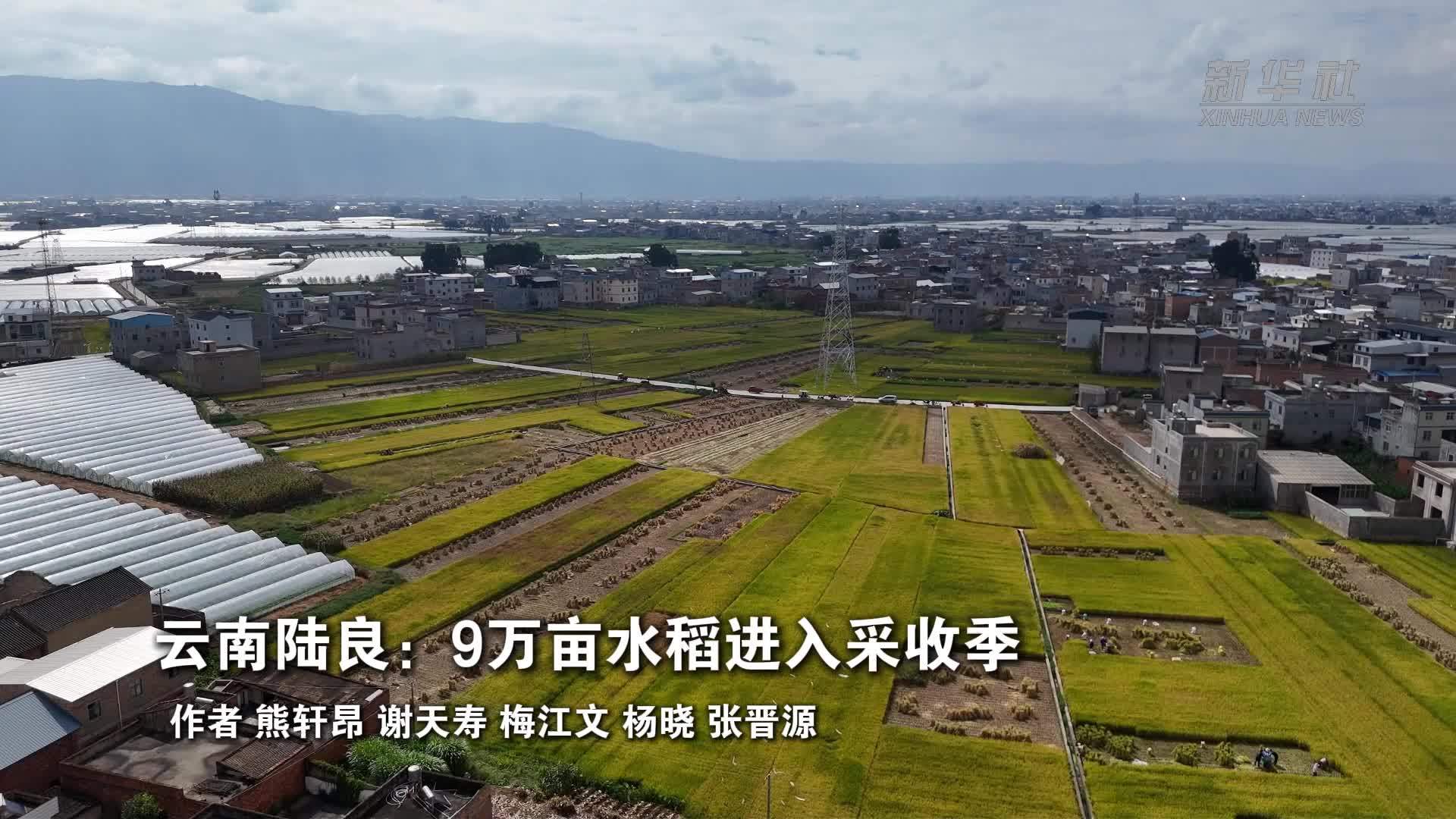 云南陆良：9万亩水稻进入采收季