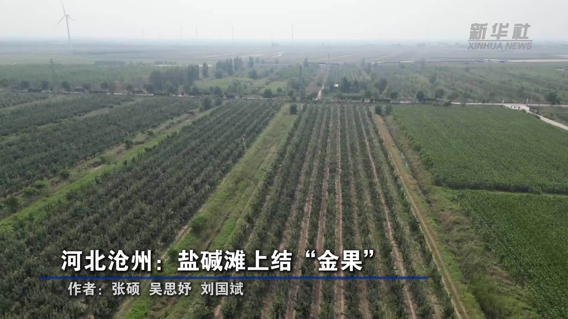 河北沧州：盐碱滩上结“金果”