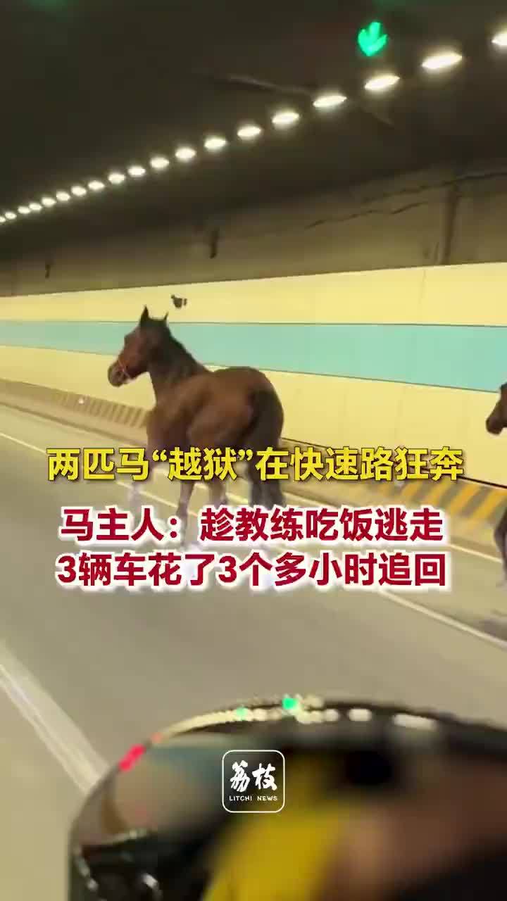 两匹马高架狂奔3辆车花3个小时追回