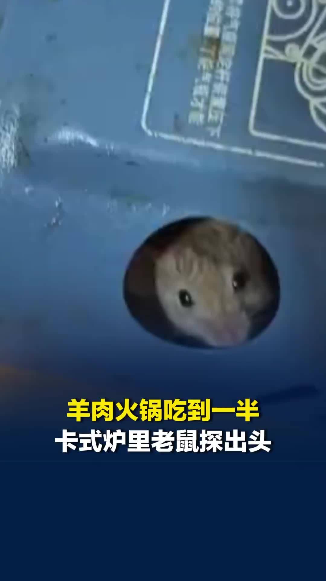 羊肉火锅吃到一半卡式炉里老鼠探出头，当事人：未打折免单，换了个炉子继续吃
